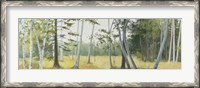 Framed Birch Field