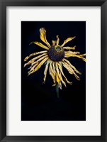 Framed Dried Sunflower
