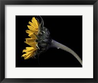 Framed Sunflower Profile