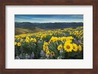 Framed Methow Valley Wildflowers IV