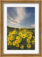 Framed Methow Valley Wildflowers II