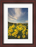 Framed Methow Valley Wildflowers II