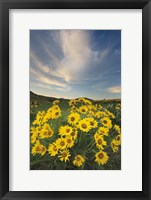 Methow Valley Wildflowers II Framed Print