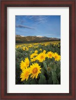 Framed Methow Valley Wildflowers III