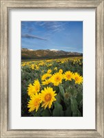 Framed Methow Valley Wildflowers III
