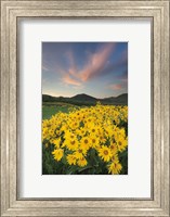 Framed Methow Valley Wildflowers I