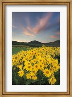 Framed Methow Valley Wildflowers I