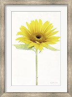 Framed Light and Bright Floral VIII