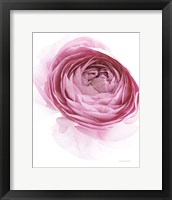 Pink Lady IV Framed Print