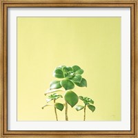 Framed Succulent Simplicity IX