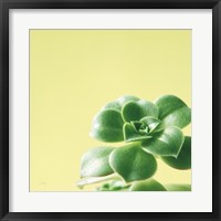 Framed Succulent Simplicity VIII