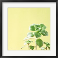 Framed Succulent Simplicity X