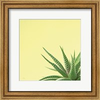 Framed Succulent Simplicity II