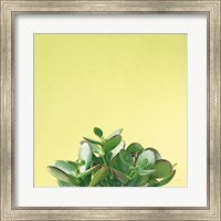 Framed Succulent Simplicity III