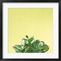 Framed Succulent Simplicity III