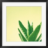 Framed Succulent Simplicity VI