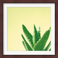 Framed Succulent Simplicity VI