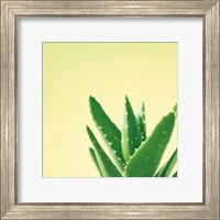 Framed Succulent Simplicity VI