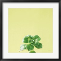 Framed Succulent Simplicity VII