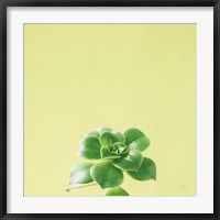 Framed Succulent Simplicity VII