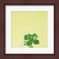 Framed Succulent Simplicity VII