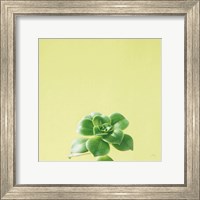 Framed Succulent Simplicity VII