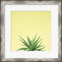 Framed Succulent Simplicity I