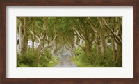 Framed Dark Hedges, Ireland