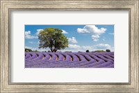 Framed Lavender Field in Provence, France