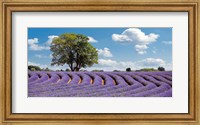 Framed Lavender Field in Provence, France
