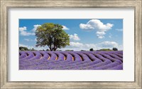 Framed Lavender Field in Provence, France