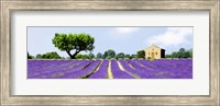 Framed Lavender Fields, France