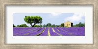 Framed Lavender Fields, France