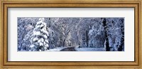 Framed Road passing through Snowy Forest in Winter, Yosemite National Park, California