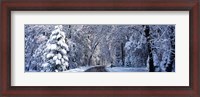 Framed Road passing through Snowy Forest in Winter, Yosemite National Park, California