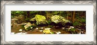 Framed Stream flowing through a Forest, Great Smoky Mountains National Park, Tennessee