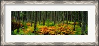 Framed Cinnamon Ferns and Red Spruce Trees in Autumn, Acadia National Park, Maine