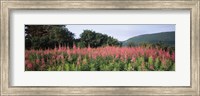 Framed Purple Loosestrife Flowers in a Field, Forillon National Park, Quebec, Canada