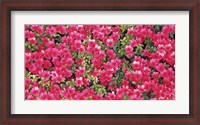 Framed Red Azalea Flowers, Sacramento, California