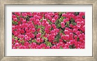 Framed Red Azalea Flowers, Sacramento, California