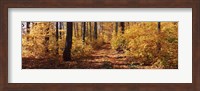 Framed Trees in Autumn, Stowe, Lamoille County, Vermont