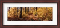 Framed Trees in Autumn, Stowe, Lamoille County, Vermont
