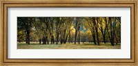 Framed Trees in Autumn, Yosemite National Park, California