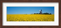 Framed Oilseed Rape Crop with a Traditional windmill, Germany
