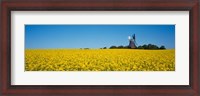 Framed Oilseed Rape Crop with a Traditional windmill, Germany