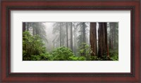 Framed Trees in Misty Forest
