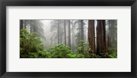 Framed Trees in Misty Forest