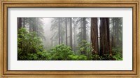 Framed Trees in Misty Forest