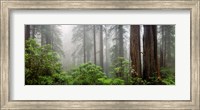 Framed Trees in Misty Forest