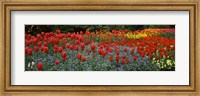 Framed Tulips Blooming in St. James's Park, London, England